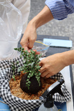 Load image into Gallery viewer, KOKEDAMA WORKSHOP 24th August