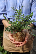 Load image into Gallery viewer, KOKEDAMA WORKSHOP 24th August